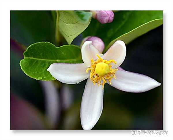 柠檬花,12月2日的