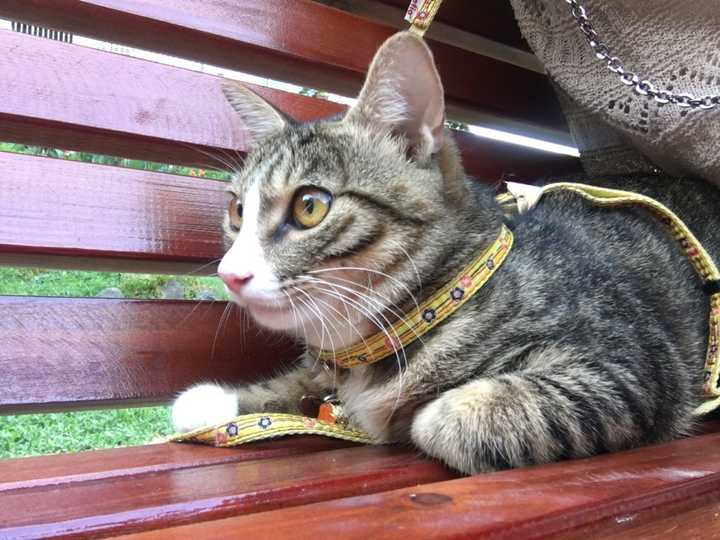 世界名猫那么多,为什么你选择了狸花猫?