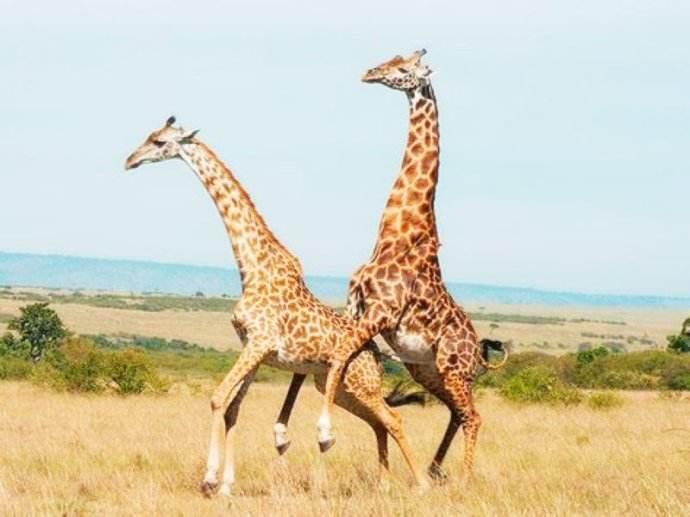 作为自然界脖子最长的长颈鹿,它们却有着几乎 最短的啪啪啪.