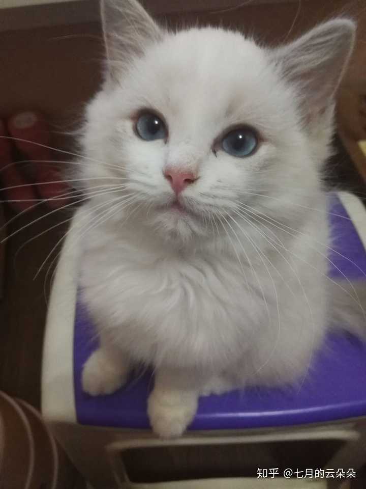 各位能晒下布偶猫从小到大的变化吗?