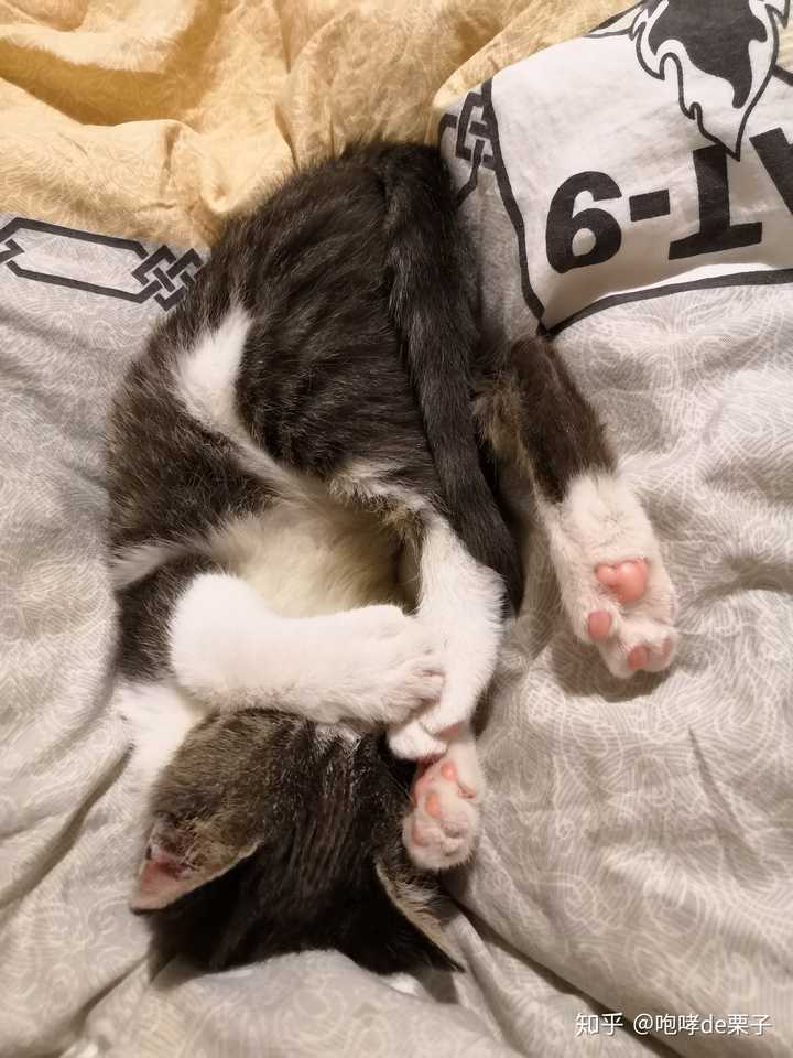 你家猫的睡觉姿势有多么奇葩?