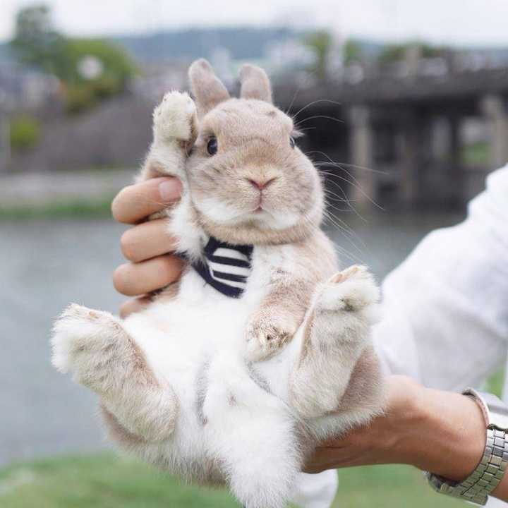大家秀一下自己的兔兔吧一岁以上的,好喜欢大兔子养大不容易啊?