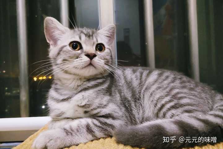 而且题主的猫脸又短又圆,英短没跑了,狸花猫脸是尖的