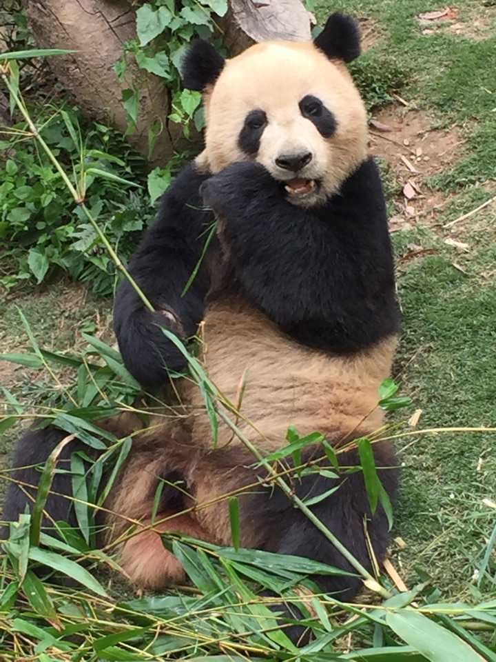 外国人真的很喜欢大熊猫吗?