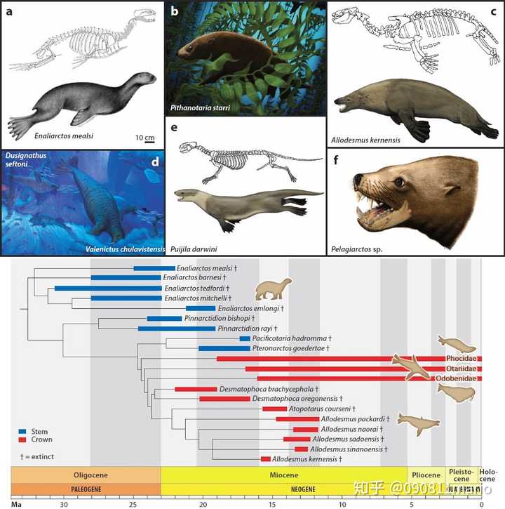 印原猪( indohyus)-巴基鲸( pakicetus)-陆行鲸( ambulocetus)-库奇鲸