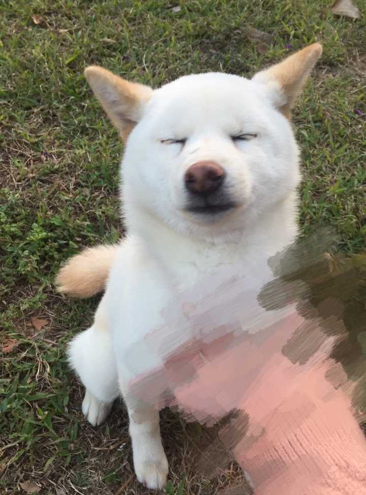 这是拆家最严重的一次 平时都挺好滴 柴犬掉毛时候咧 真的不是一天扫