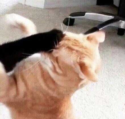 沙雕猫猫狗狗请求出战!