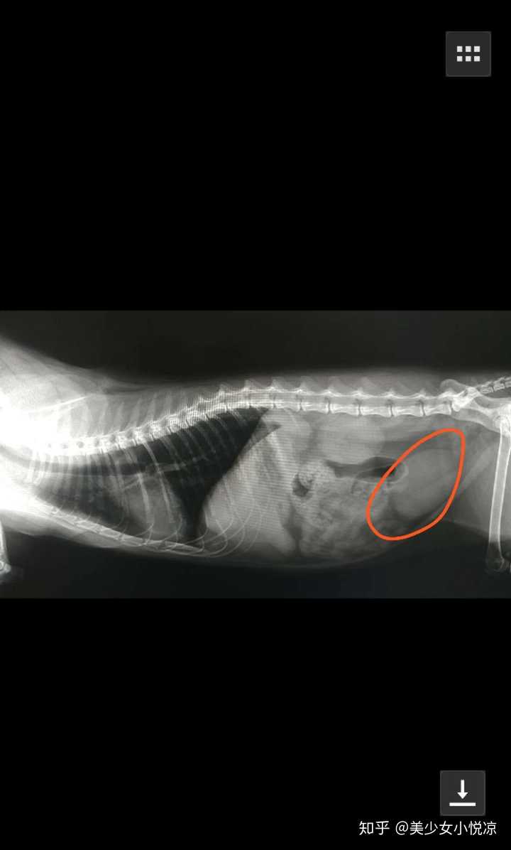猫查出尿结石,是不是一定要手术?