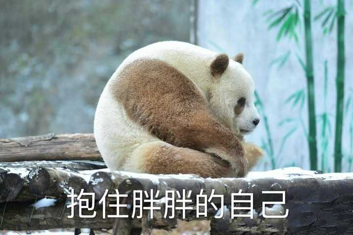 七仔,全世界唯一一只圈养棕色大熊猫,在秦岭过着地主老财的生活,不