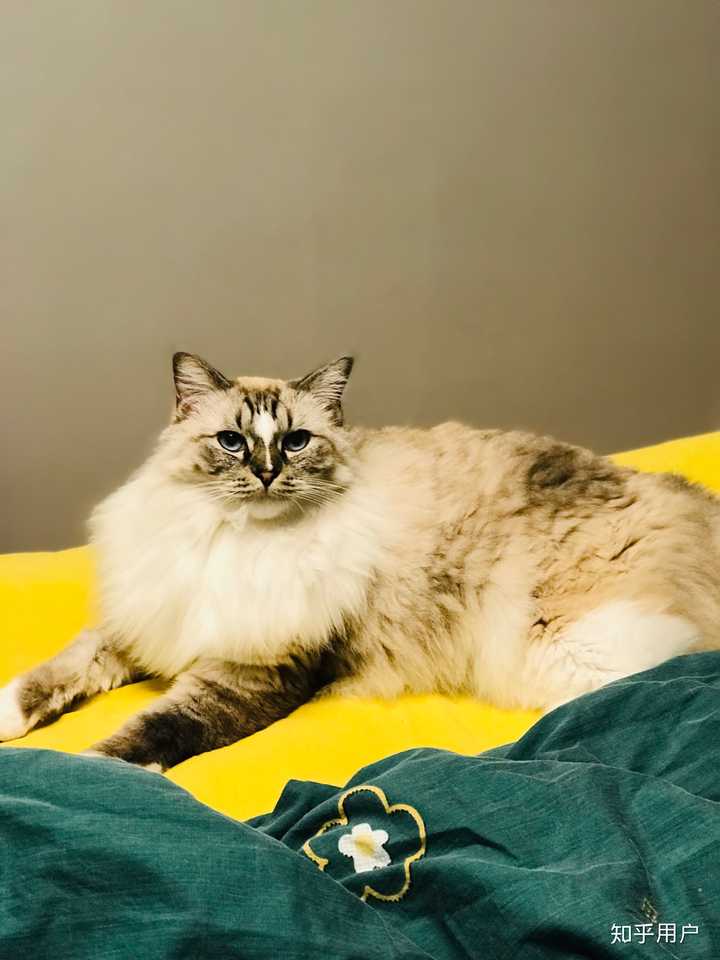 体型庞大的缅因猫,会不会欺负家里原有的布偶猫?