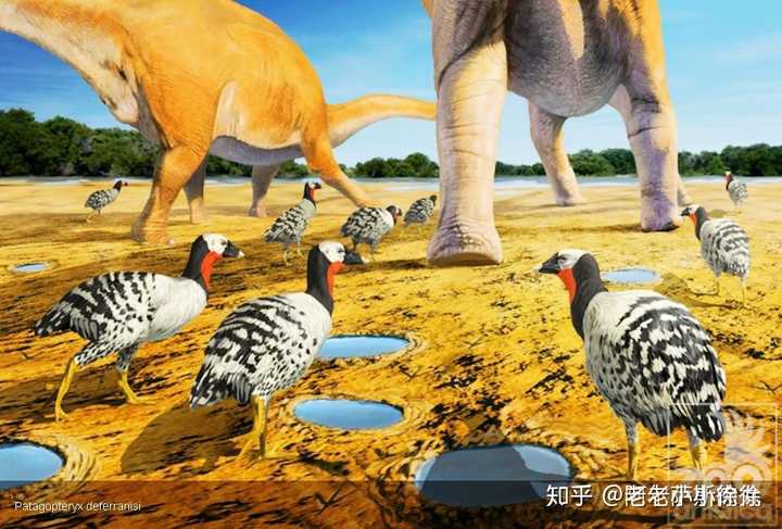 鸡是由恐龙演化而来的吗?