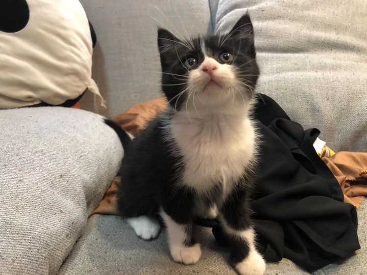 暹罗猫和蓝猫生的猫宝宝什么样?