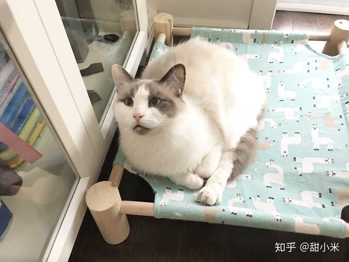 布偶猫,海双开脸很漂亮,不过有白耳,值得购买吗?