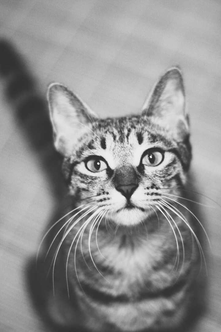 小土猫) 我自己本身养了英短(英国短毛猫) 领养了狸花猫
