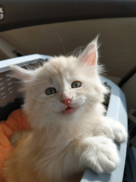 壁纸 动物 猫 猫咪 小猫 桌面 480_640 竖版 竖屏 手机 gif 动态