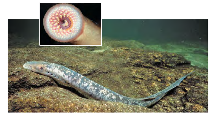 首图中文昌鱼接下来的节点动物是圆口纲的七鳃鳗,不过本文采用圆口纲