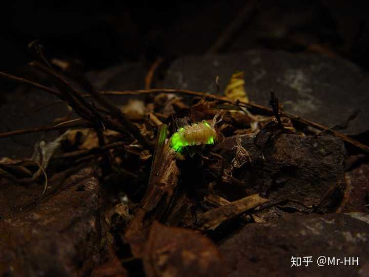 而且萤火虫其实不止成虫可以发光, 某些种类的卵,幼虫甚至蛹都可以