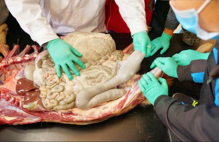 兽医学解剖课程,解剖者左手捏着的就是盲肠