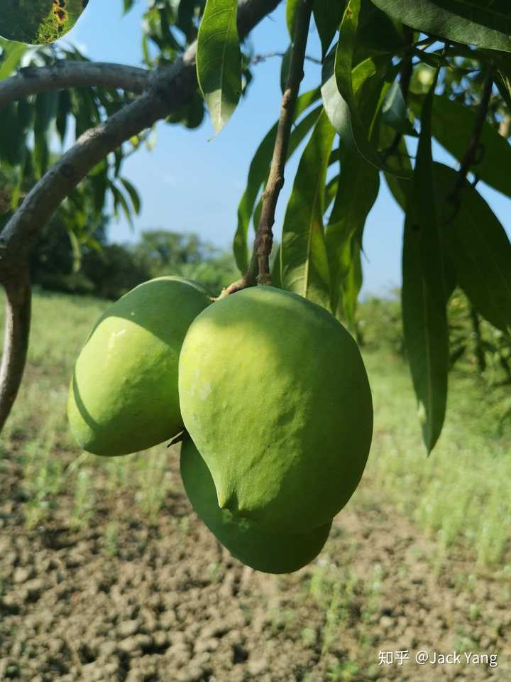 缅甸圣德龙芒果好吃不