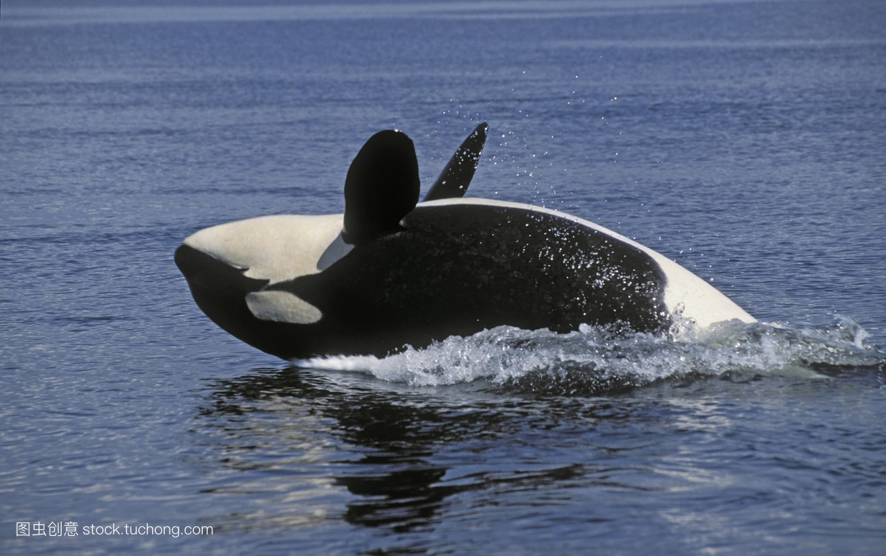 而且配色也不是可爱的类型小的时候沉迷撸海豚不能自拔后来又撸了虎鲸