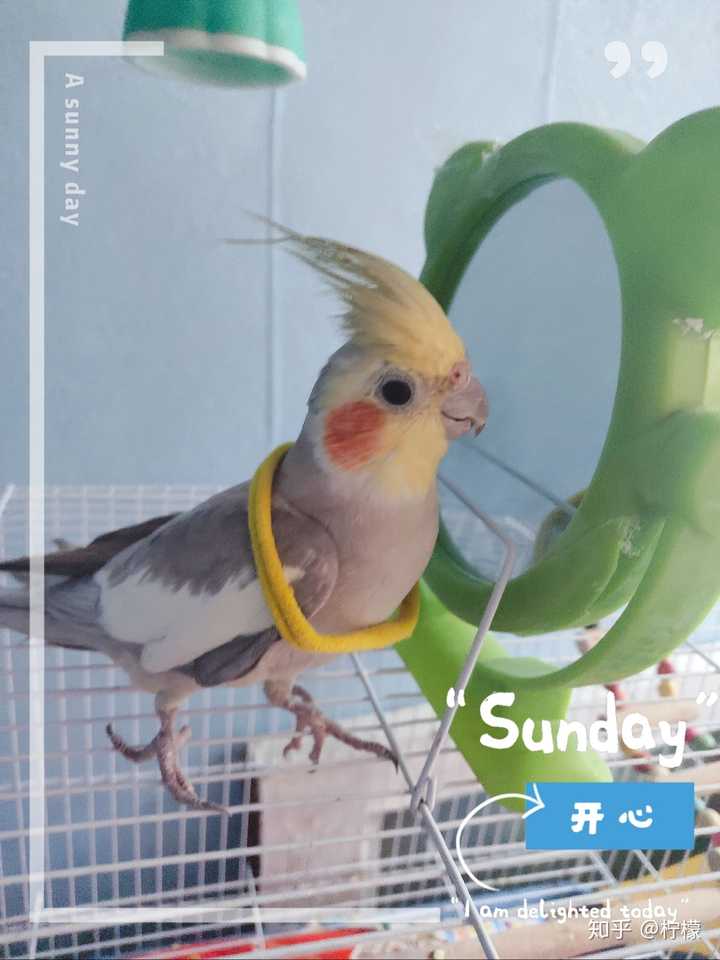 玄凤鹦鹉不亲人怎么办?