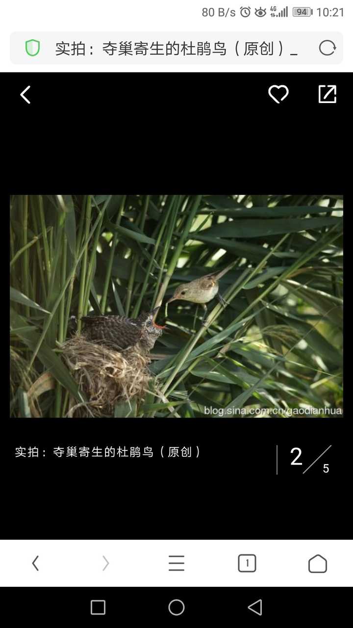 杜鹃鸟把蛋下到其他鸟的窝里是真的吗?