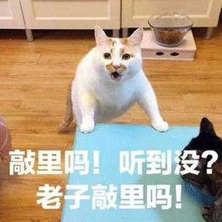 如何评价微信经常使用猫,狗表情包的人?
