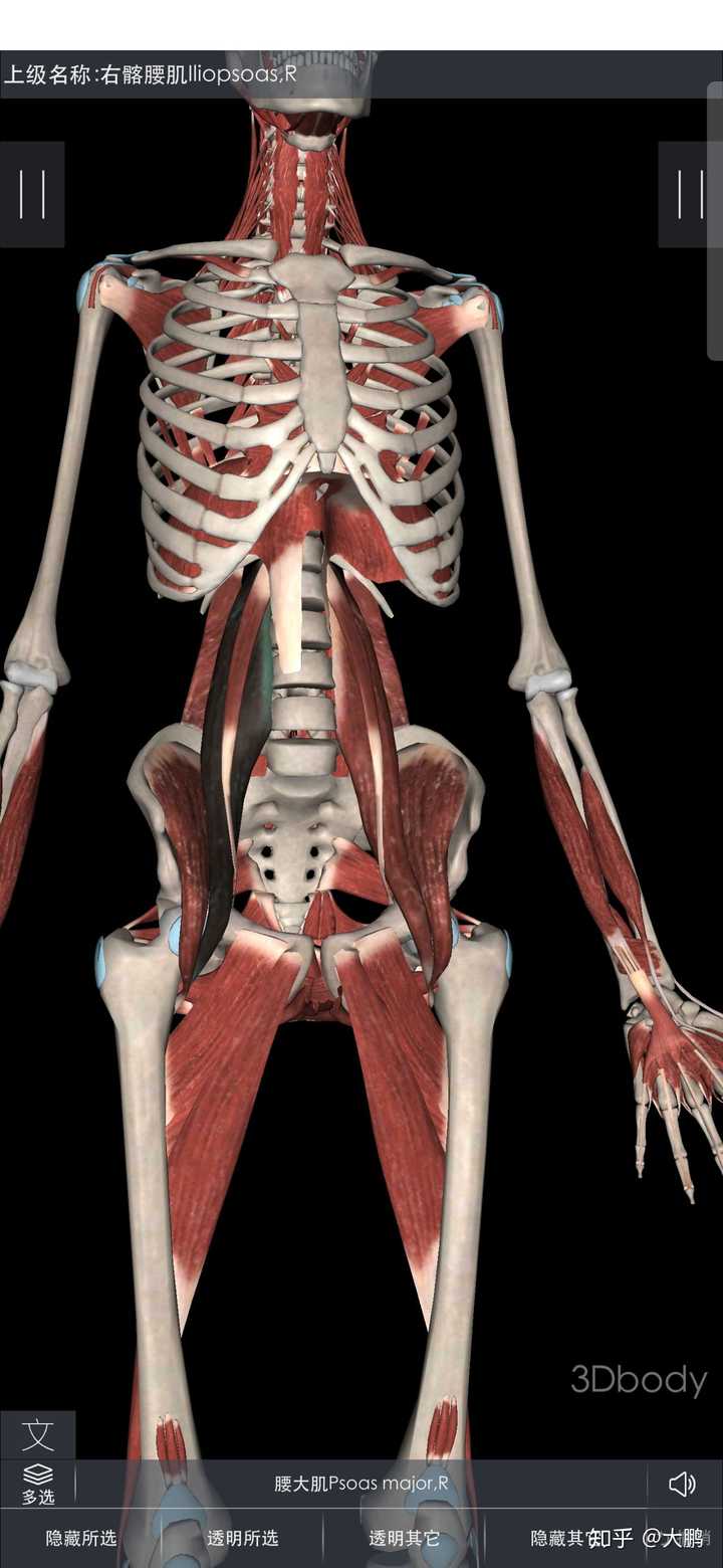 针对你的生孩子问题,先看几张解剖图,顺序是人体的从内到外 1腰大肌