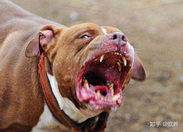 鬣狗和比特犬都属于凶猛的斗犬,咬合力超强,如果放在一个笼子里互相