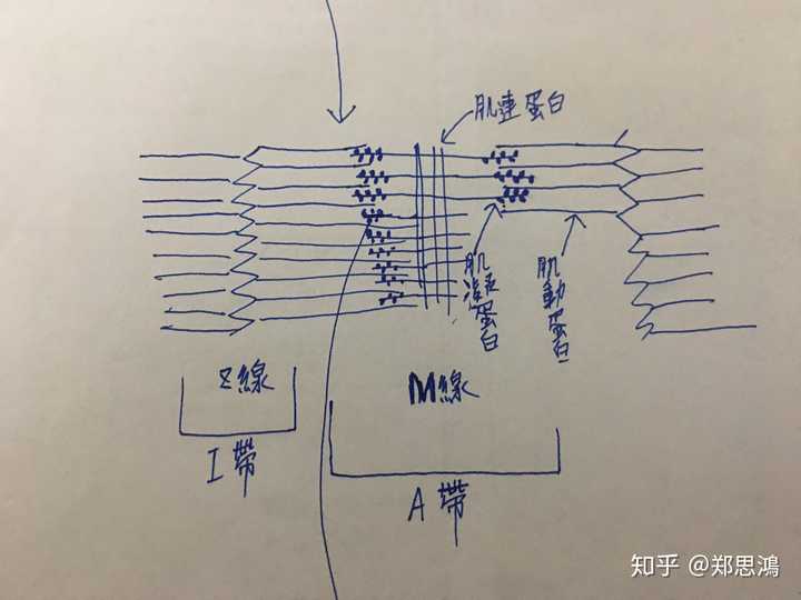 这是肌小节,一般肌肉撕裂发生在z线