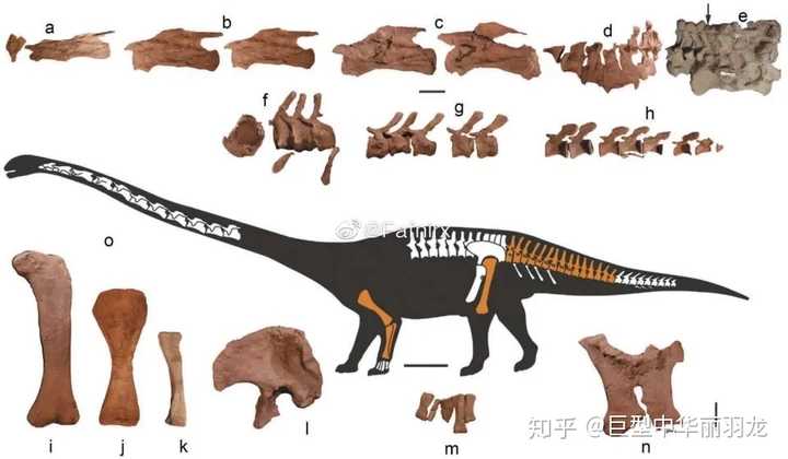 古生物算吗 今年刚刚才命名了一种马门溪龙科阿纳龙