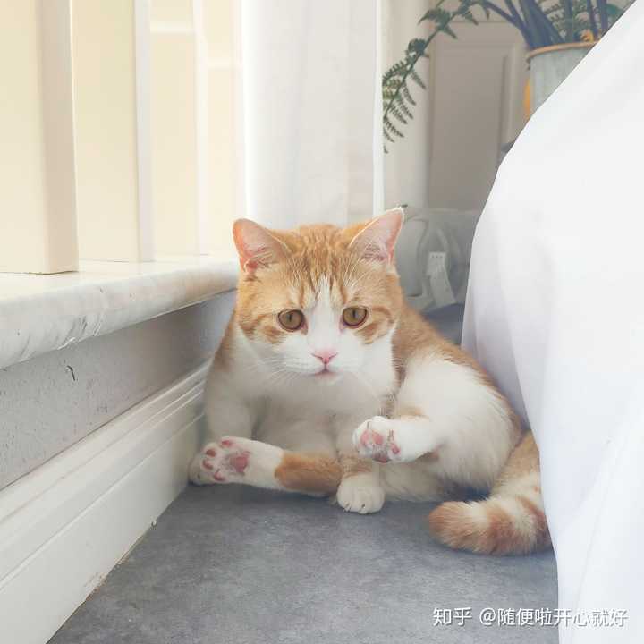 你见过最好看的橘猫长什么样?