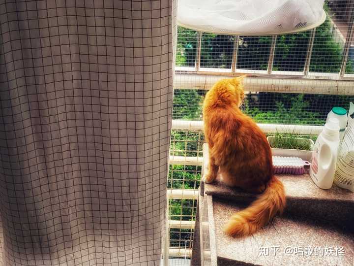 忧伤背影橘