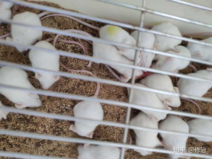 医学生们在做实验时有想过偷一只小白鼠回去养吗?