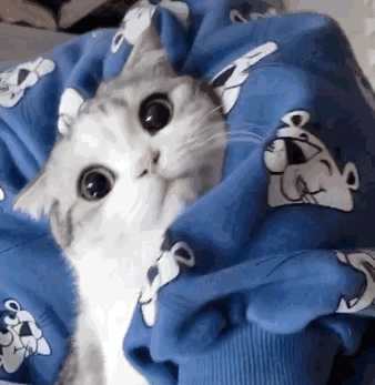有哪些可爱到哭泣的猫咪图片或者表情包?