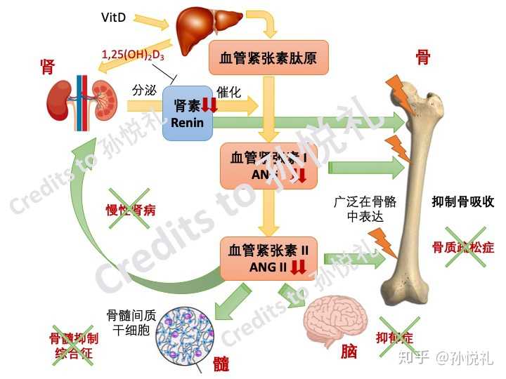 维生素d3通过ras系统,参与人体内的生理过程