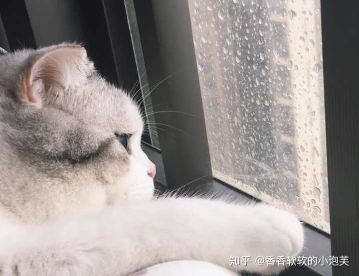 各位铲屎官们,养猫带给你们哪些乐趣?