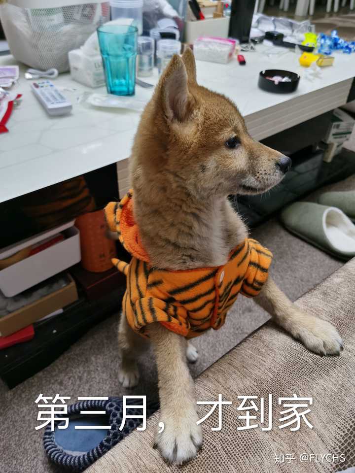 柴犬多大能过尴尬期?