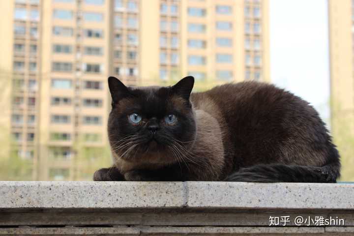 暹罗猫和蓝猫生的猫宝宝什么样