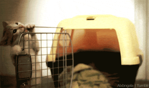 也有变成猫咪玩具的可能  图自:giphy