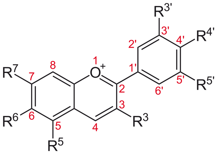 花青素的基本分子结构,与石蕊生色团相比,这里没有含氮杂环