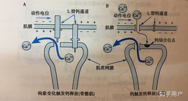 钙离子在体内