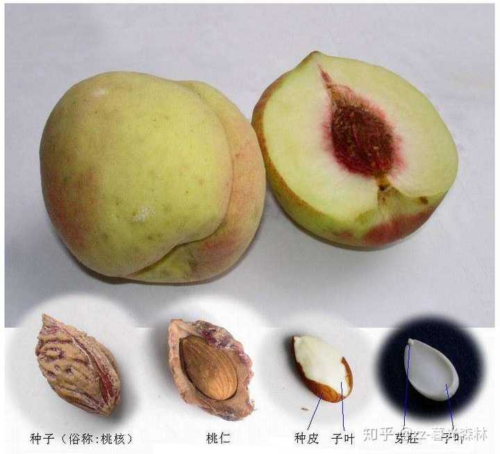 桃子 核果的结构