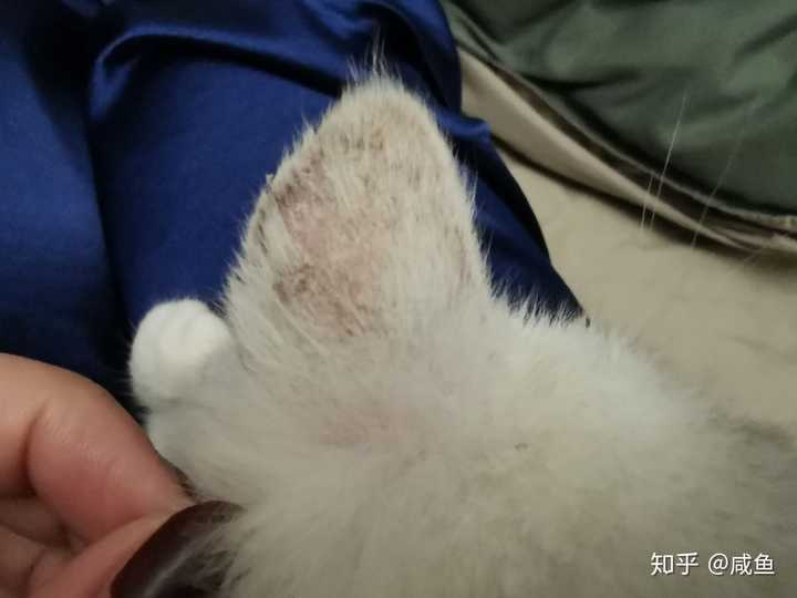 求问这个是不是猫癣吗?