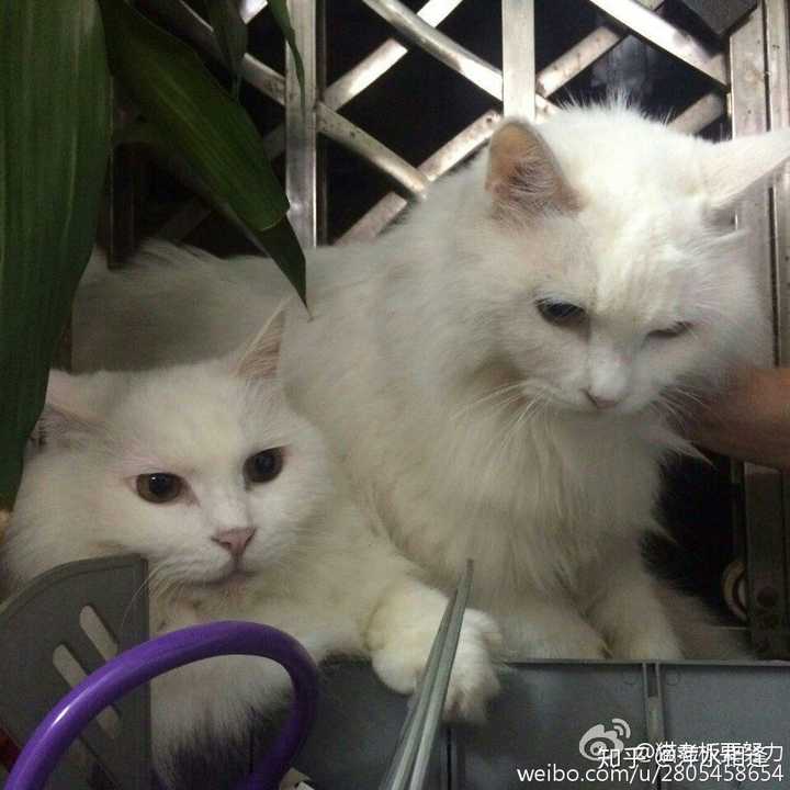 请问鸳鸯眼纯白长毛临清狮子猫多少钱一只?