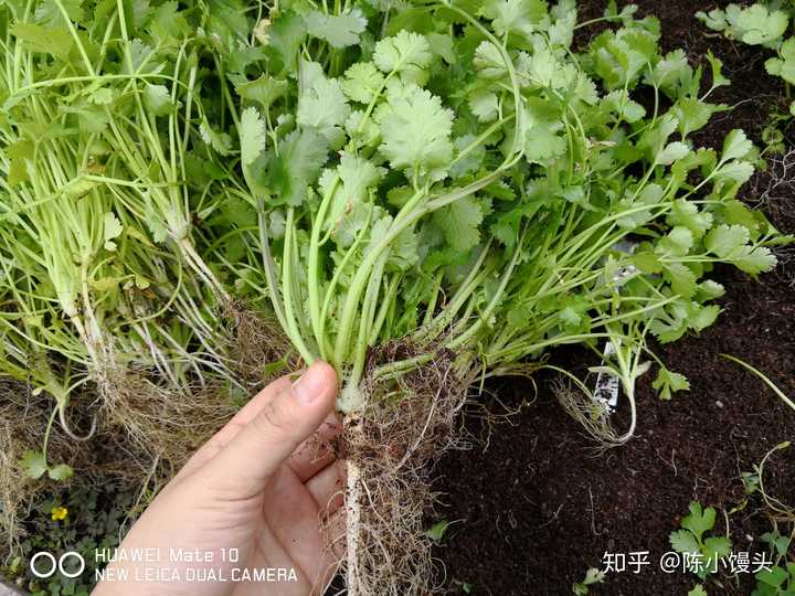 有哪些漂亮又好养的植物?