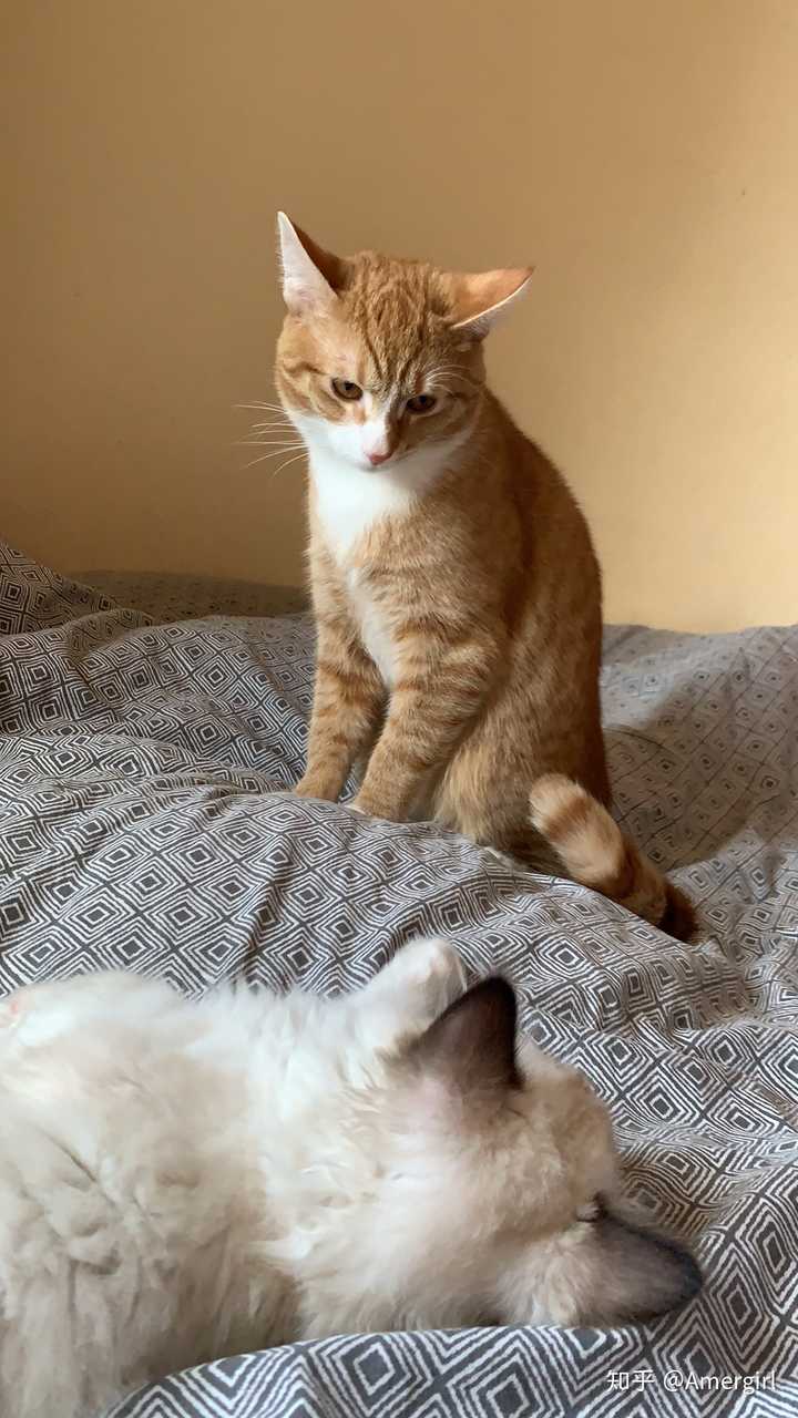 橘猫一只多少钱?