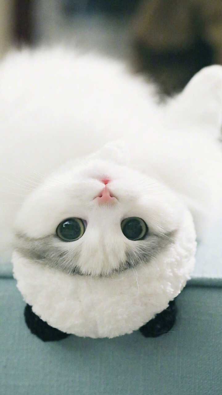 有哪些好看的猫咪壁纸或头像?
