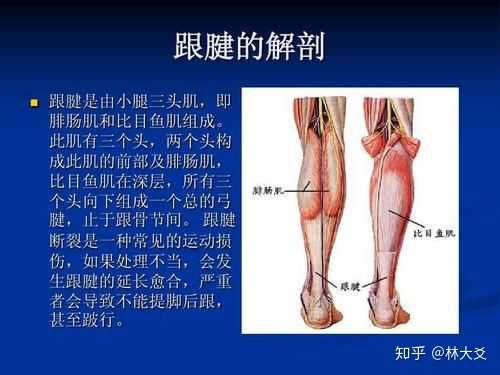 跟腱的生理学解剖