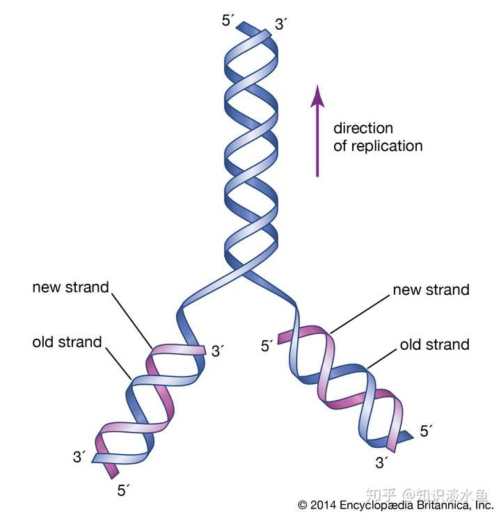 dna复制有何特征,这些特征与生物遗传稳定性有何关系?